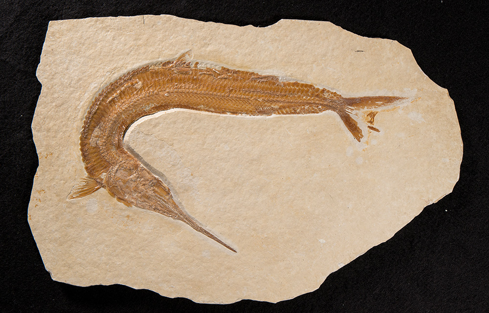 Ein fossiler Fisch aus der Jurazeit